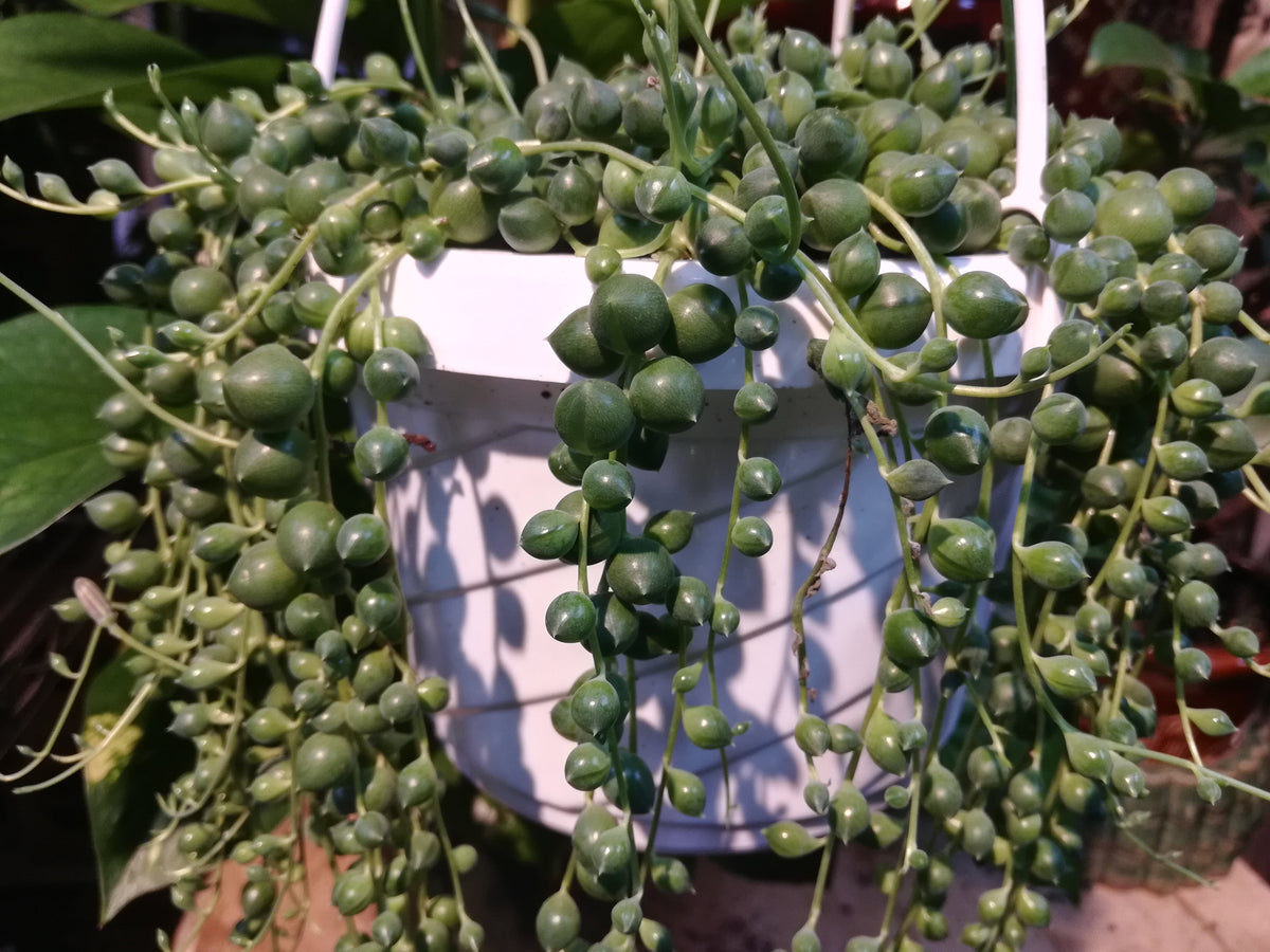 pearl hanging plant String of Pearls hanging plant – G & J Florist