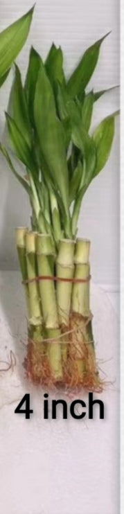 4 lucky bamboo 4 Inch of Lucky Bamboo , 10 pieces – G & J Florist