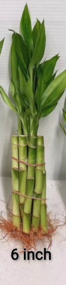 6 lucky bamboo 6 Inch of Lucky Bamboo,10 pieces – G & J Florist