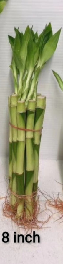 8 stalks of lucky bamboo 8 Inch of Lucky Bamboo, 10 pieces – G & J Florist