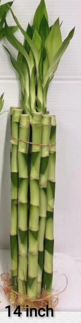 large lucky bamboo stalks we sell flowers, bouquet, indoor plants, Lucky Bamboo, pots, planters,  sympathy, funeral arrangement, free delivery with in range area, – G & J  Florist