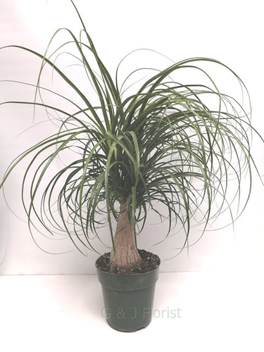 Medium Ponytail Palm - G & J Florist