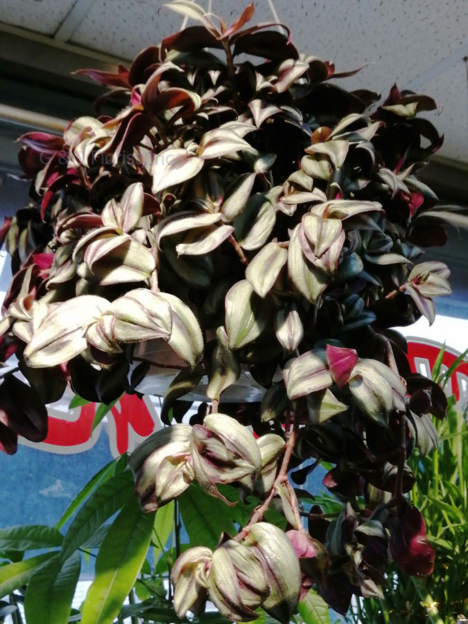 wandering jew ( Tradescantia Zebrina) handing plant – G & J Florist
