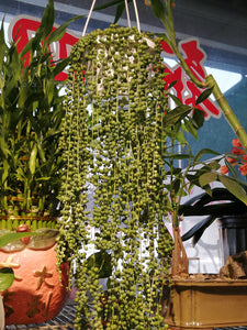 String of Pearls hanging plant - G & J Florist