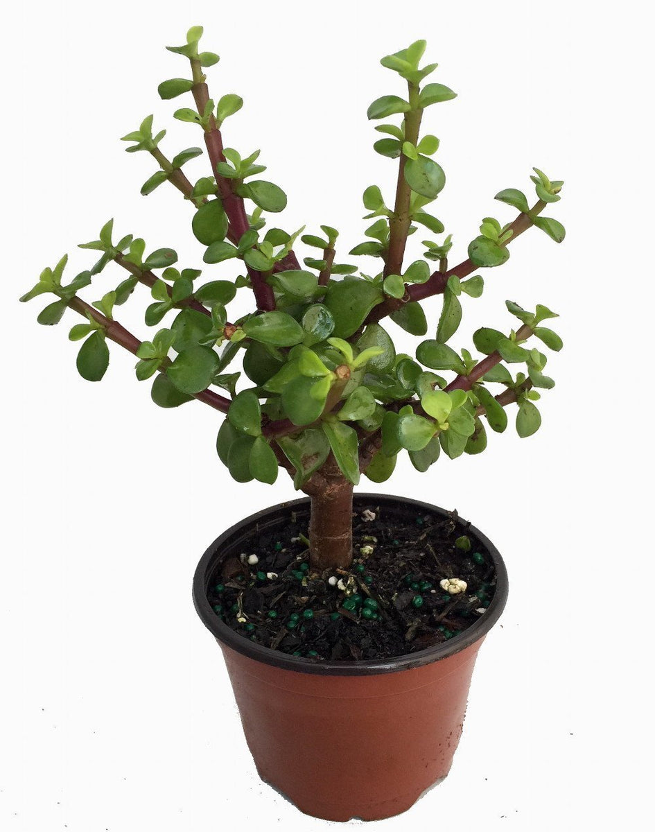 portulacaria afra vs jade plant Small portulacaria afra – G & J Florist