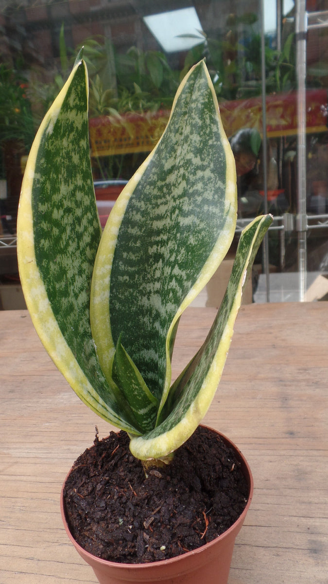 snake plant small size Small Snake Plant – G & J Florist