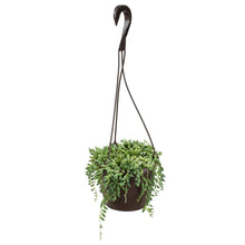 Load image into Gallery viewer, String of tear hanging plant - G &amp; J Florist
