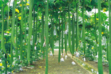 Squash and Gourds 瓜類 - G & J Florist