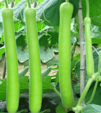 bottle gourd 瓠瓜/蒲瓜 - G & J Florist