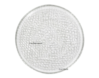 6-in.Glass saucer - G & J Florist