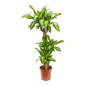 Large Size Corn Plant - G & J Florist