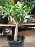 pictures of large jade plants Large Jade Plant – G & J Florist