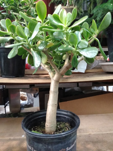 full size jade plant Large Jade Plant – G & J Florist
