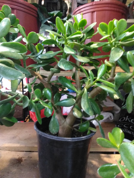 extra large jade plant for sale Large Jade Plant – G & J Florist