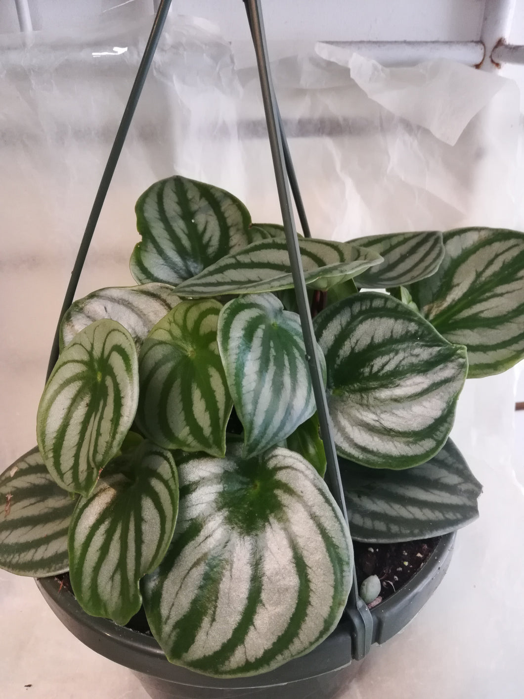 watermelon peperomia hanging plants - G & J Florist