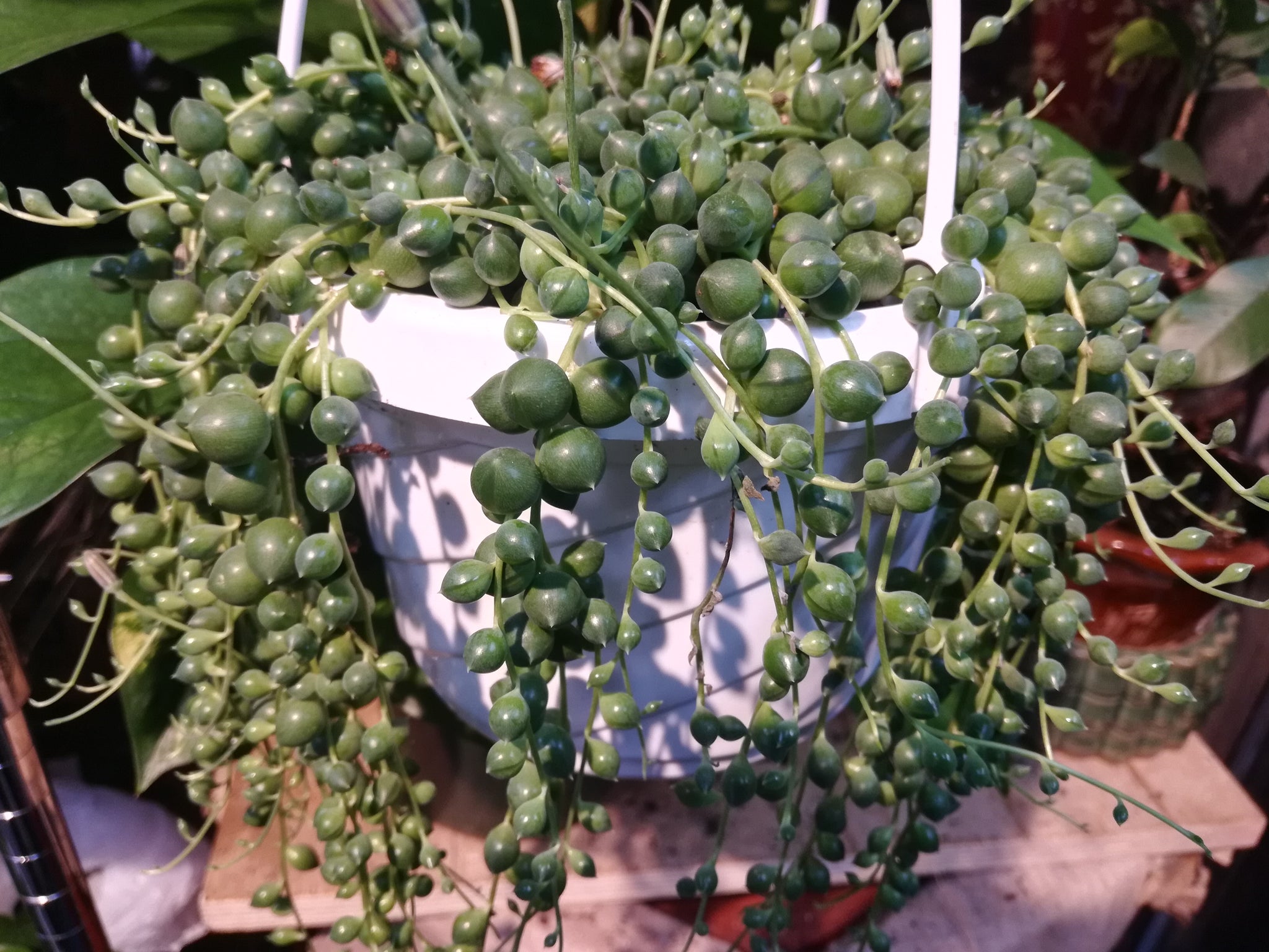 Plant-o-Pedia: String of Pearls – Jungalow