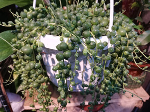 String of Pearls hanging plant - G & J Florist