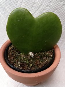 Hoya Kerrii / Sweetheart Plant / Valentine Hoya - G & J Florist