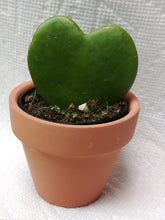 Load image into Gallery viewer, Hoya Kerrii / Sweetheart Plant / Valentine Hoya - G &amp; J Florist
