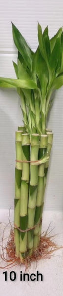 10 Inch of Lucky Bamboo, - G & J Florist