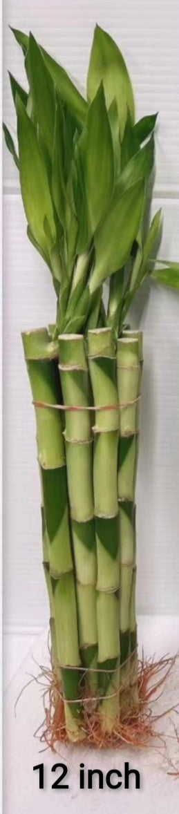 12 Inch of Lucky Bamboo - G & J Florist