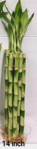 14 Inch of Lucky Bamboo - G & J Florist