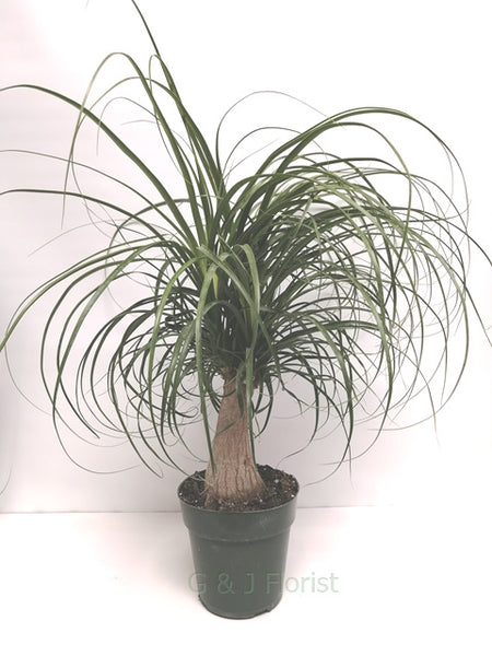 medium ponytail palm Medium Ponytail Palm
