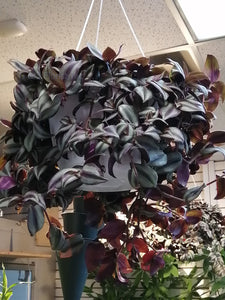 wandering jew ( Tradescantia Zebrina) handing plant - G & J Florist