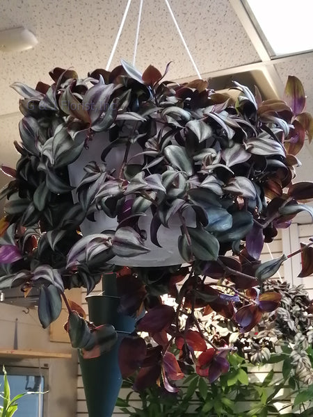 wandering jew hanging plant wandering jew ( Tradescantia Zebrina) handing plant – G & J Florist