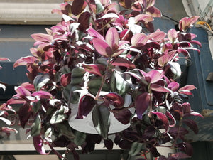 wandering jew ( Tradescantia Zebrina) handing plant - G & J Florist