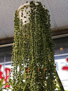 String of Pearls hanging plant - G & J Florist