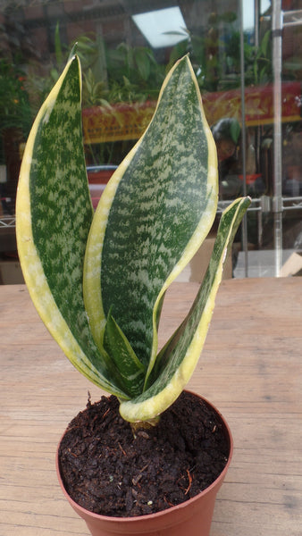 micro snake plant Small Snake Plant – G & J Florist