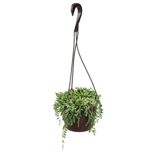 String of tear hanging plant - G & J Florist