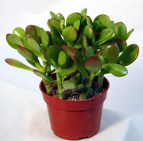 Small Jade plant - G & J Florist