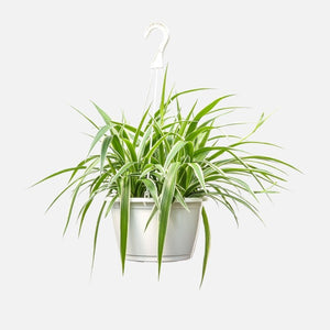 Spider hanging plant - G & J Florist