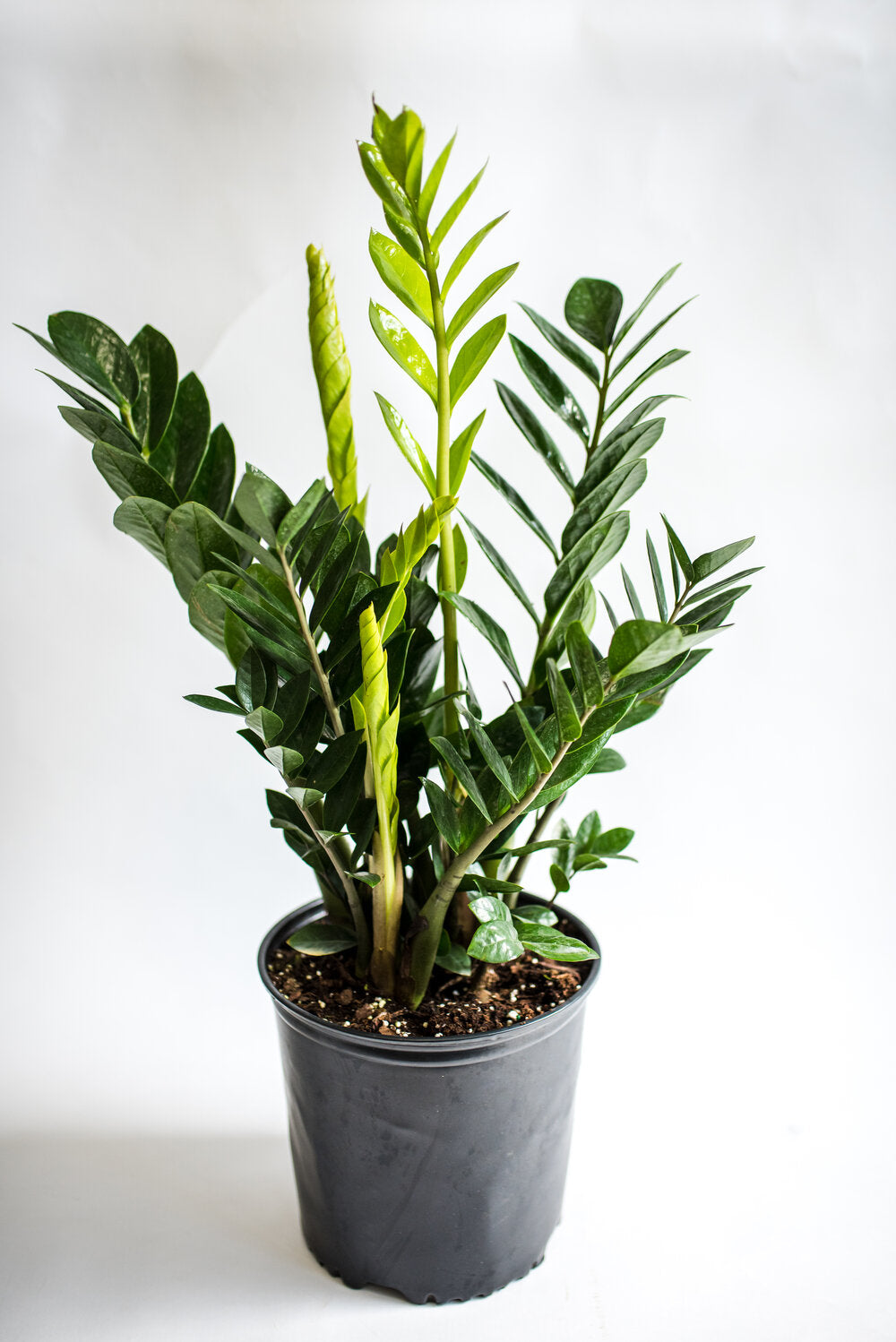 All Plants – Tagged 