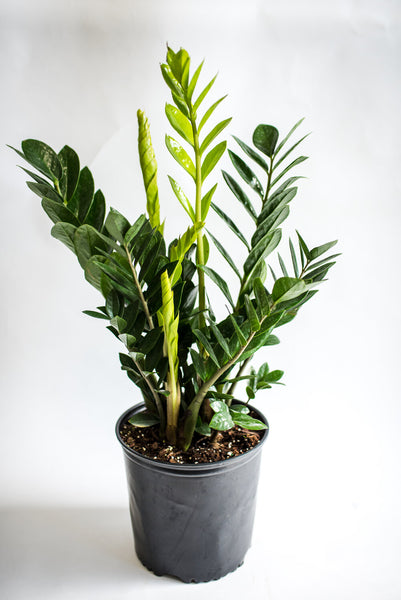 huge zz plant Large ZZ Plant (Zamioculcas zamiifolia)